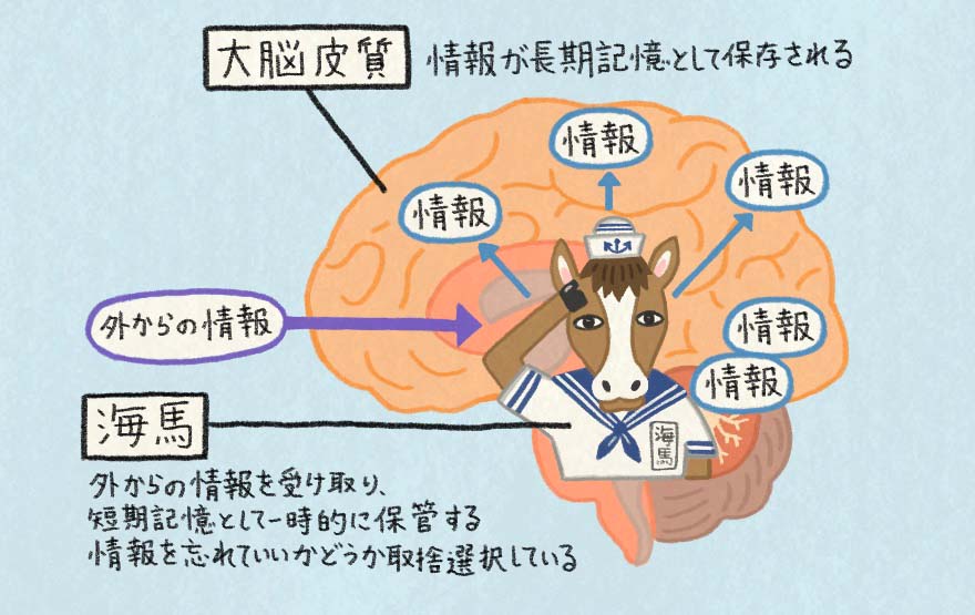 海馬の仕組み