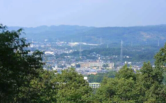 調査で確認された希少野生生物（一例）