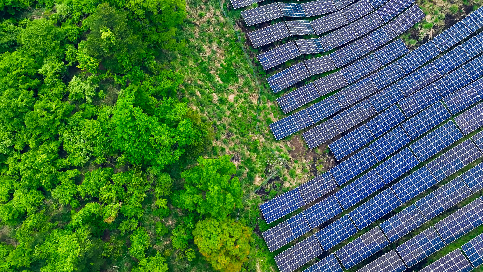 森と太陽光発電の写真